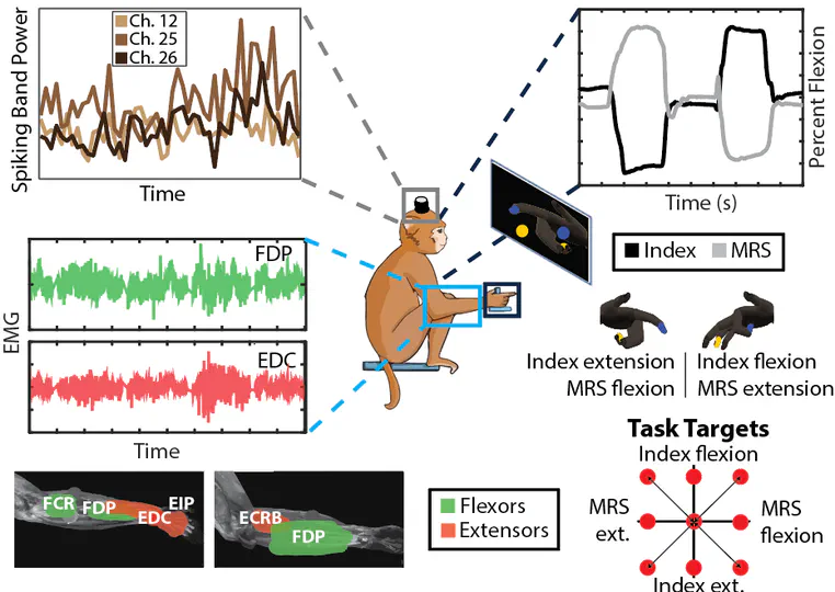 Brain and muscle synergies for brain-machine interface decoding