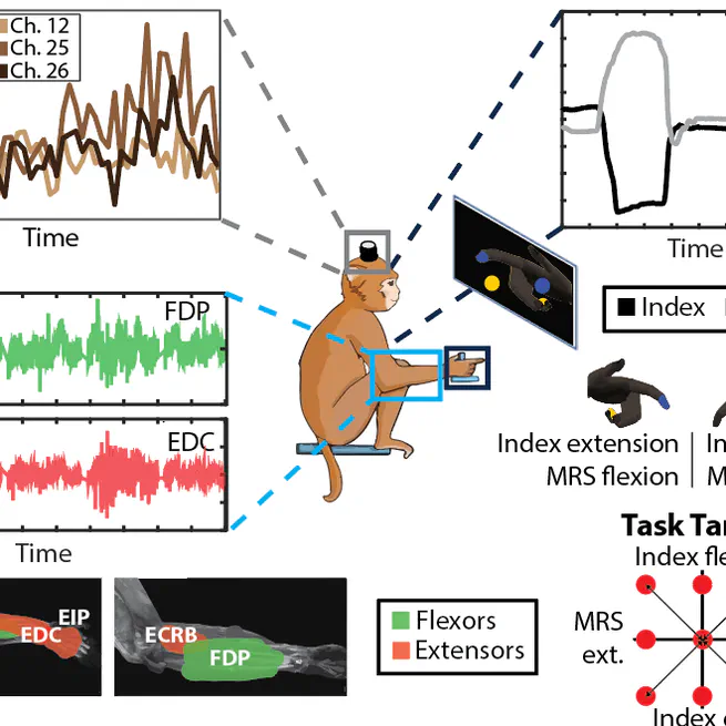 Brain and muscle synergies for brain-machine interface decoding